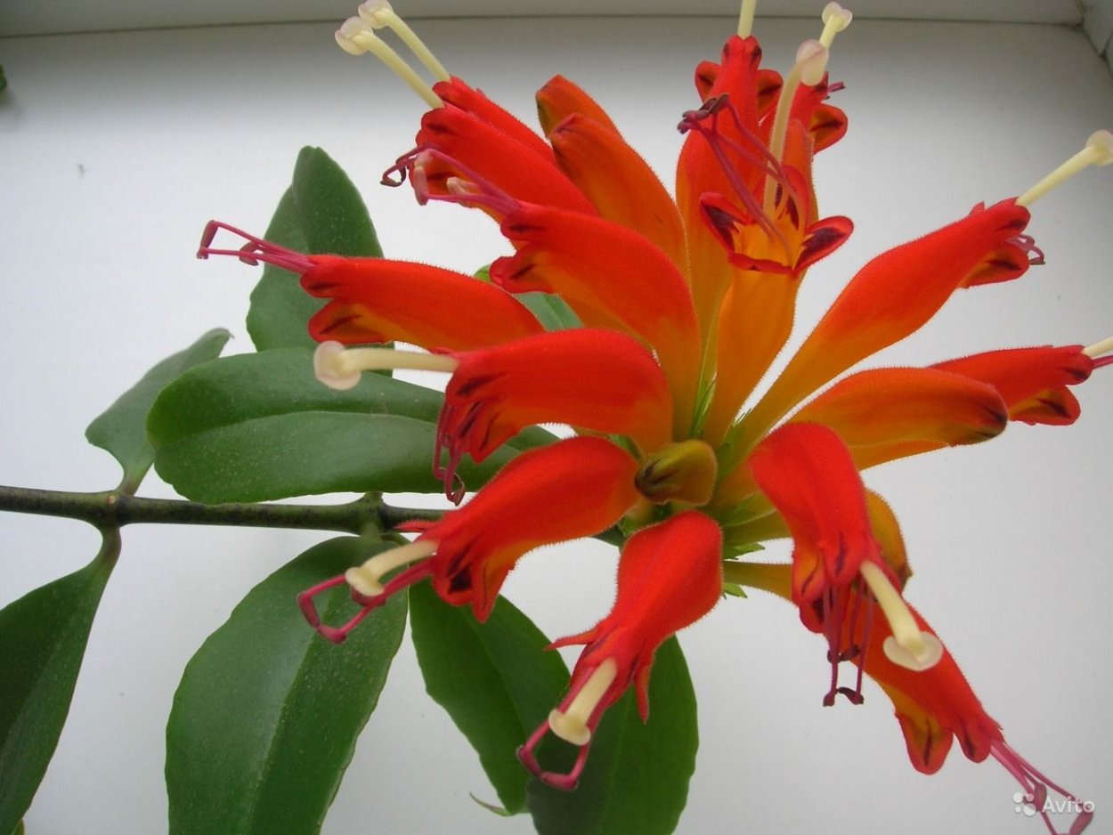 Эсхинантус великолепный (Aeschynanthus speciosus)