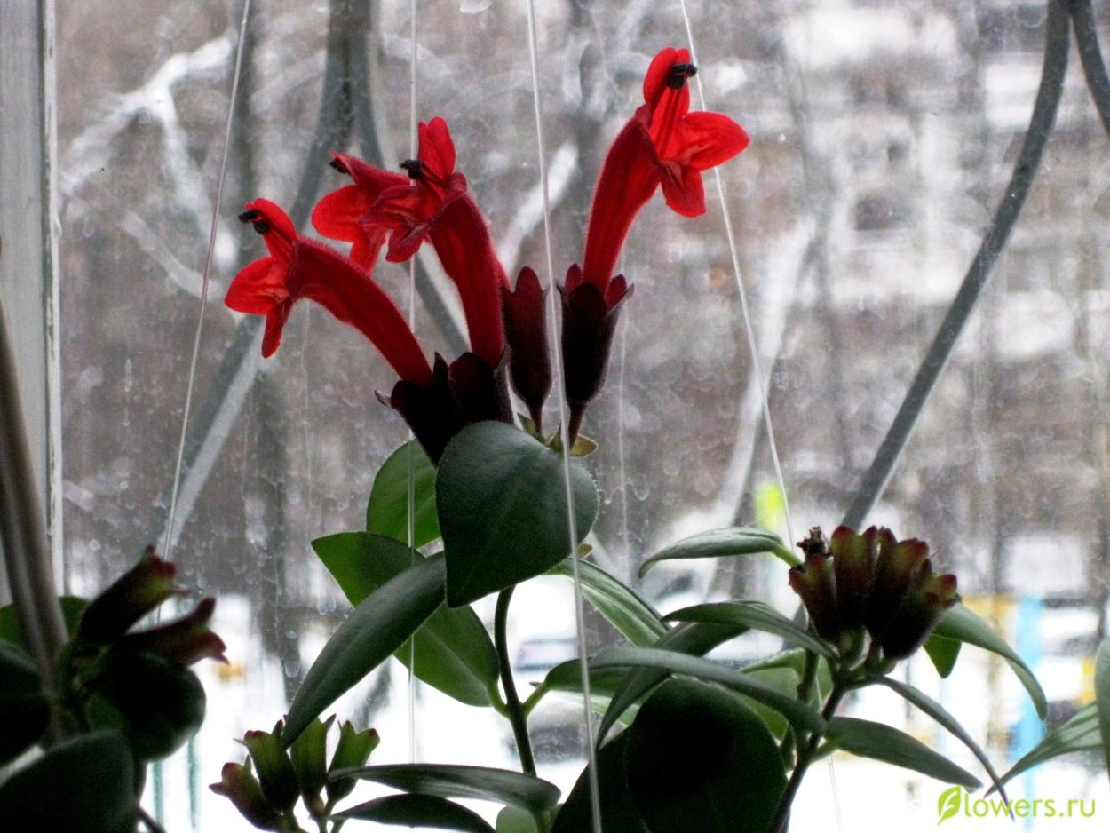 Эсхинантус коралл Флейм