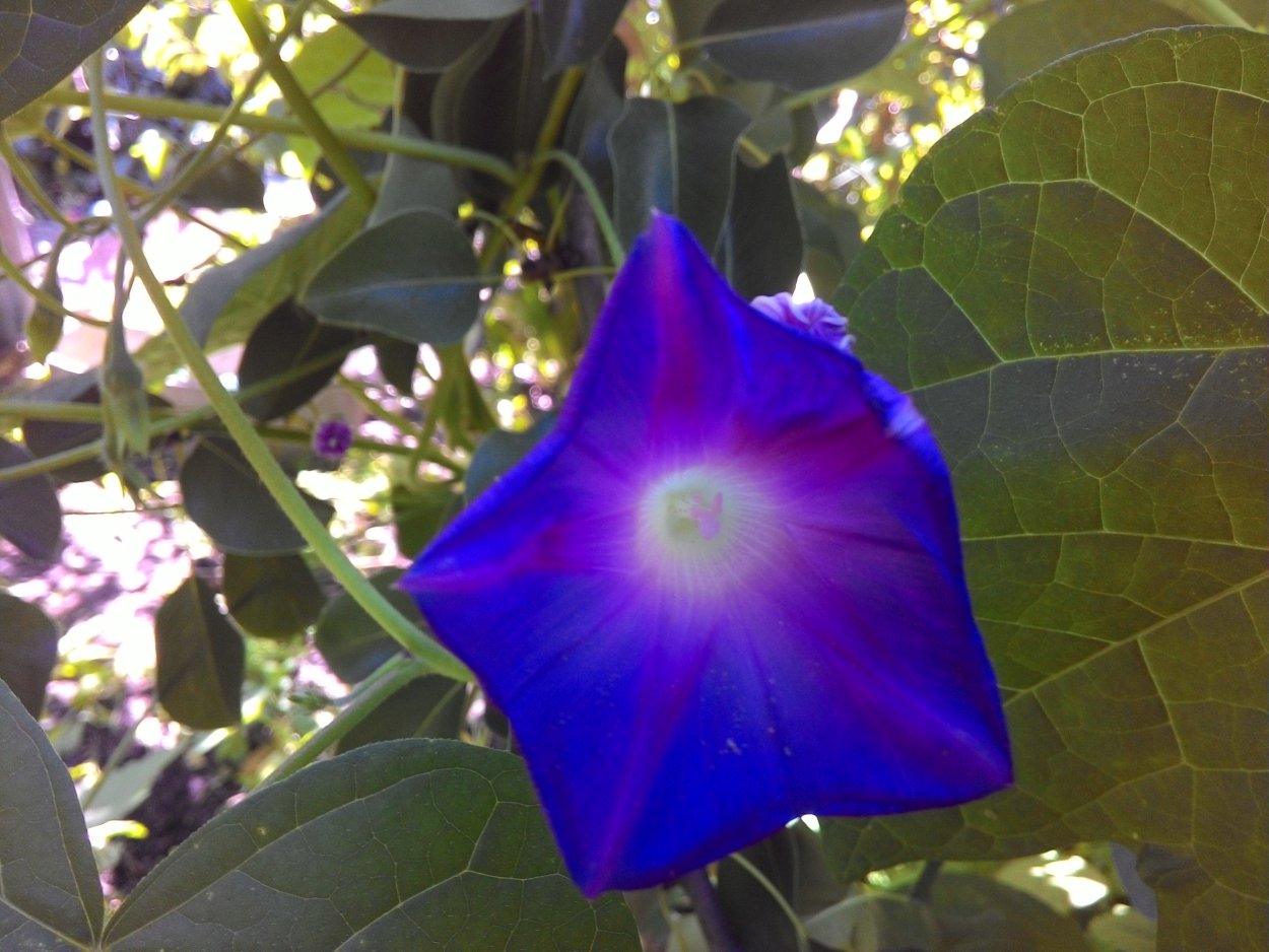 Вьюнок комнатный