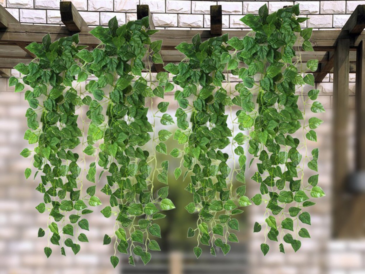 Вьюн плющ домашний