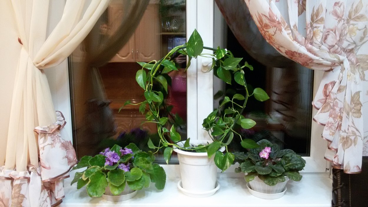 Вьюнок домашний