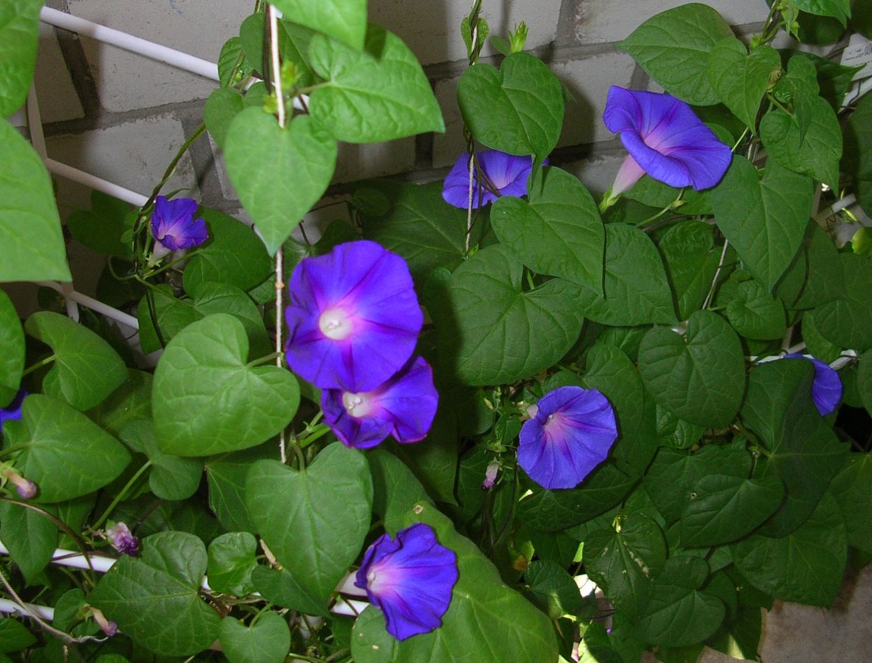 Вьюнок колокольчик