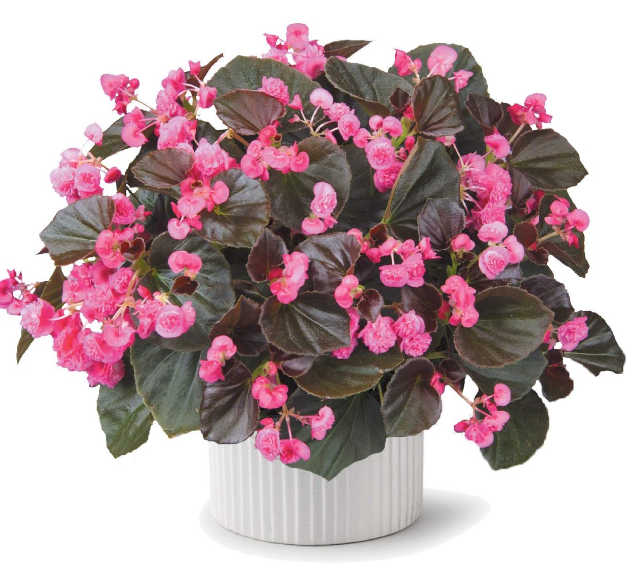 Бегония вечноцветущая Doublet Red