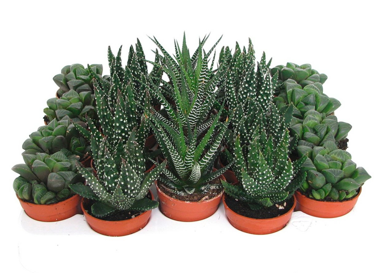 Комнатное растение хавортия