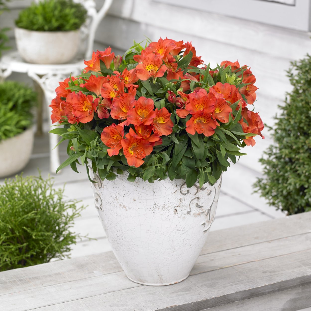 Альстермерия черенки