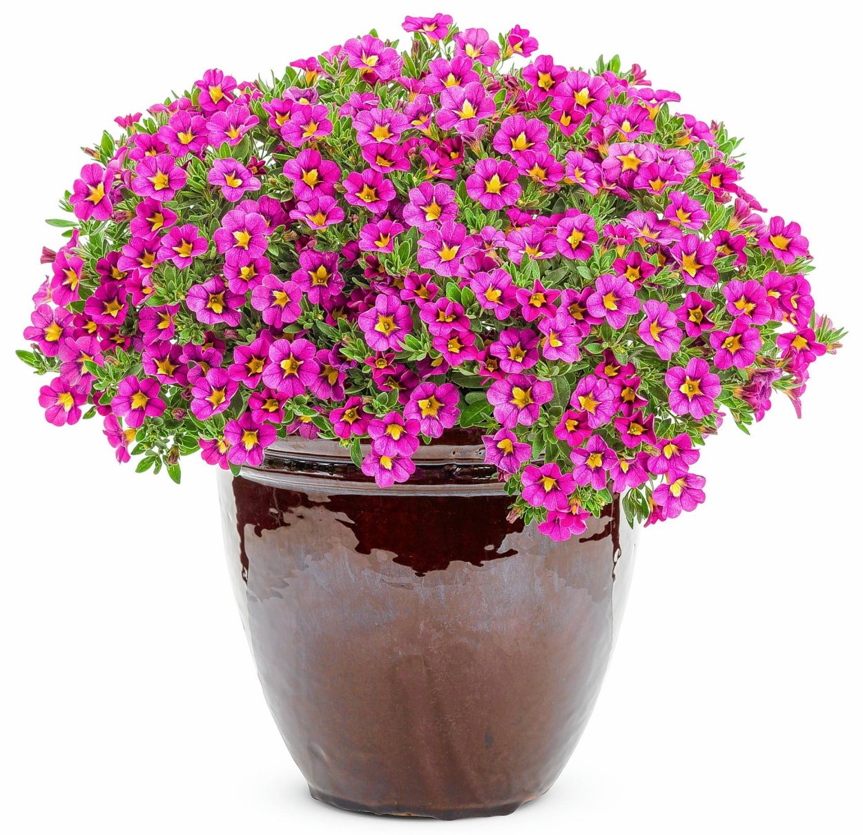 Калибрахоа SUPERBELLS семена