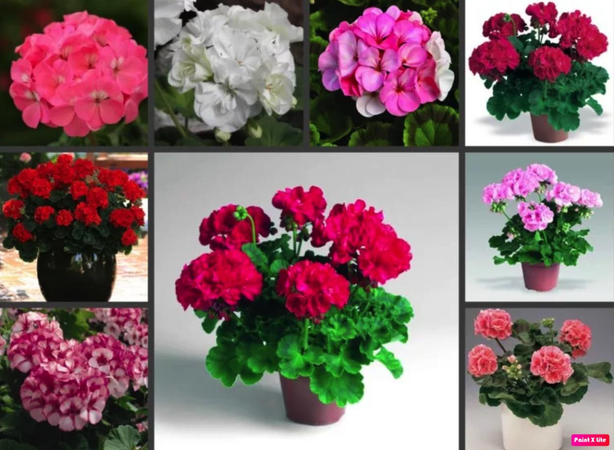 Пеларгония зональная карликовая нано f1 Вайт