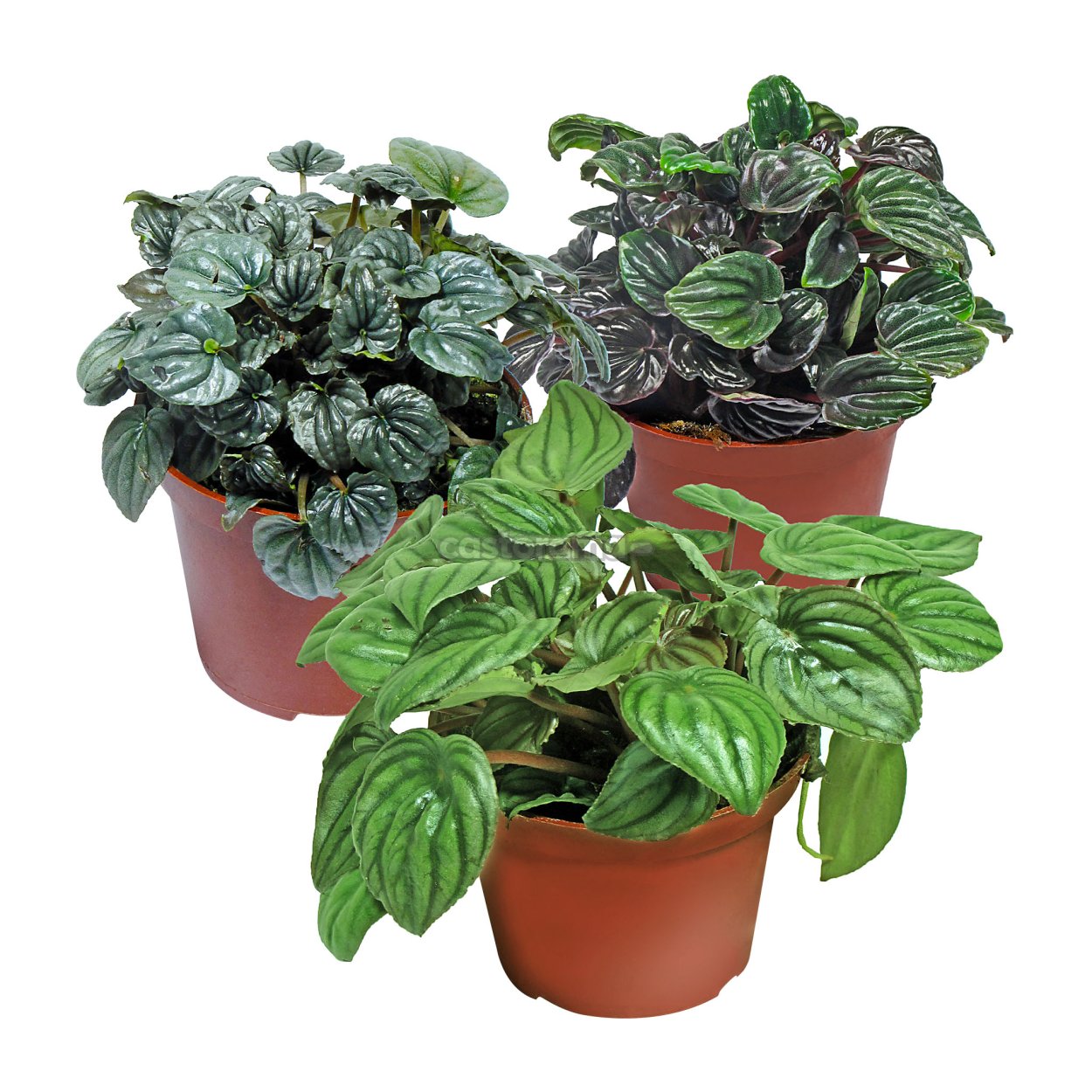 Пеперомия Арбузная