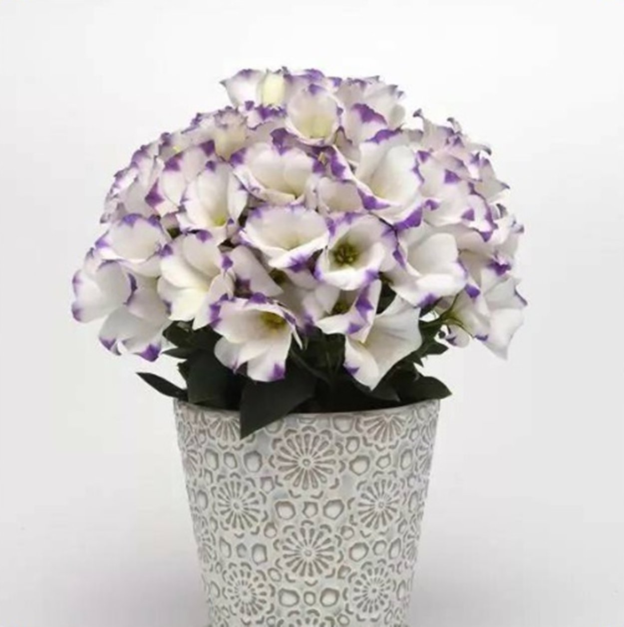 Эустома сапфир f1 Блу чип