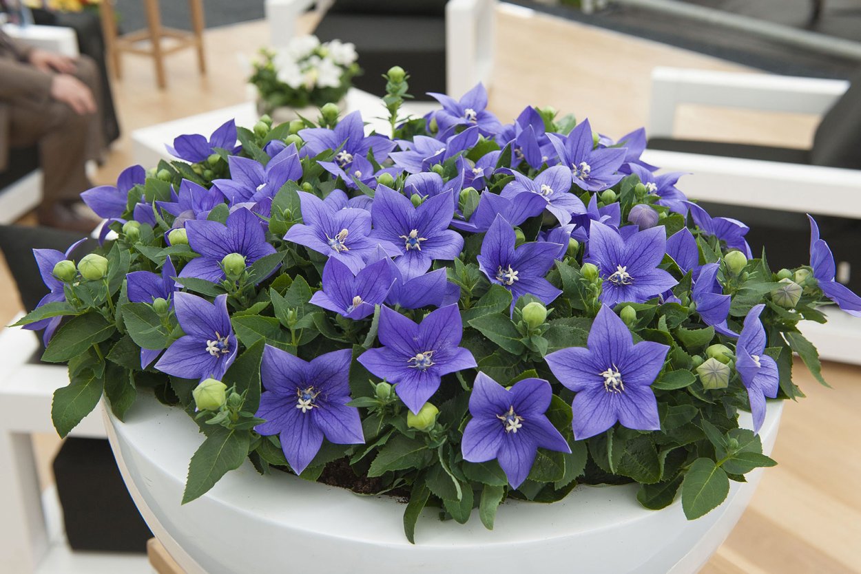 Платикодон Фуджи Блю