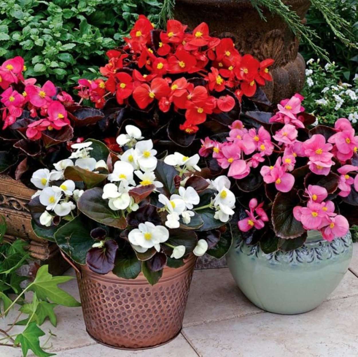 Бегония вечноцветущая Садовая