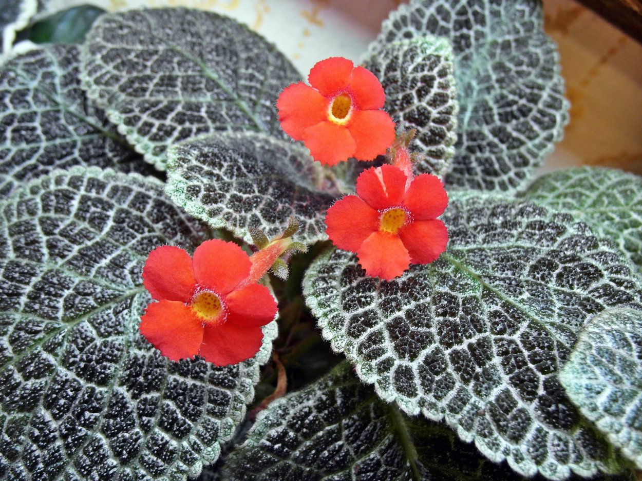 Эписция Тайгер страйп