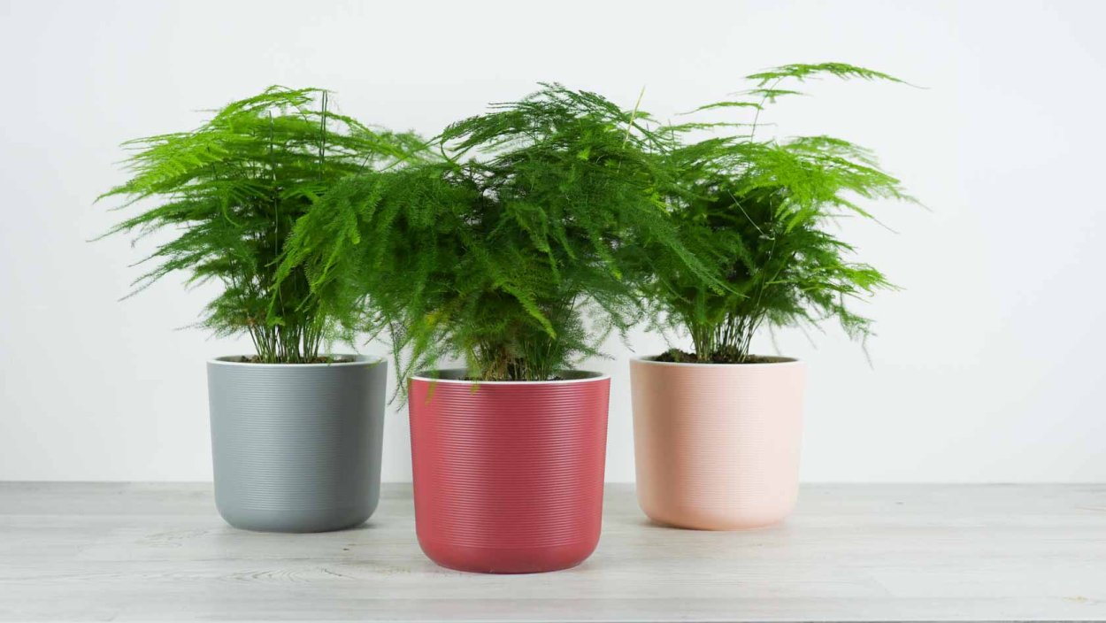 Аспарагус перистый