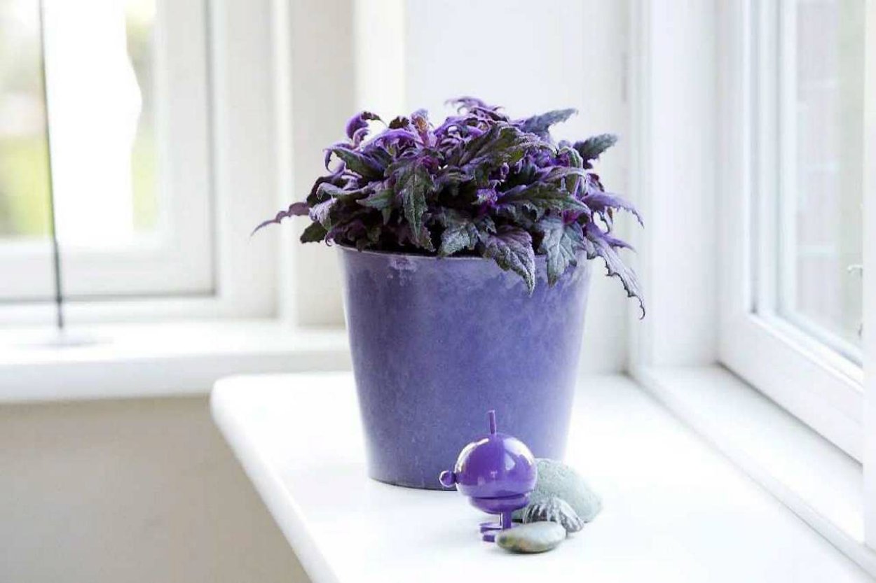 Гинура (Gynura