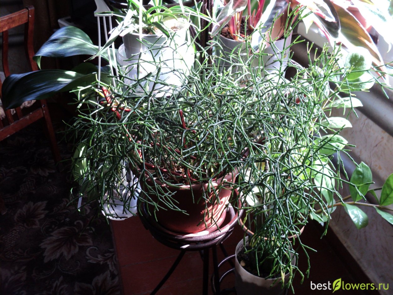 Хатиора белая