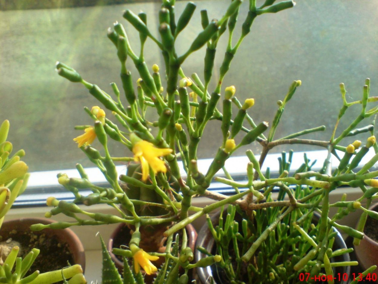 Хатиора бамбуковая