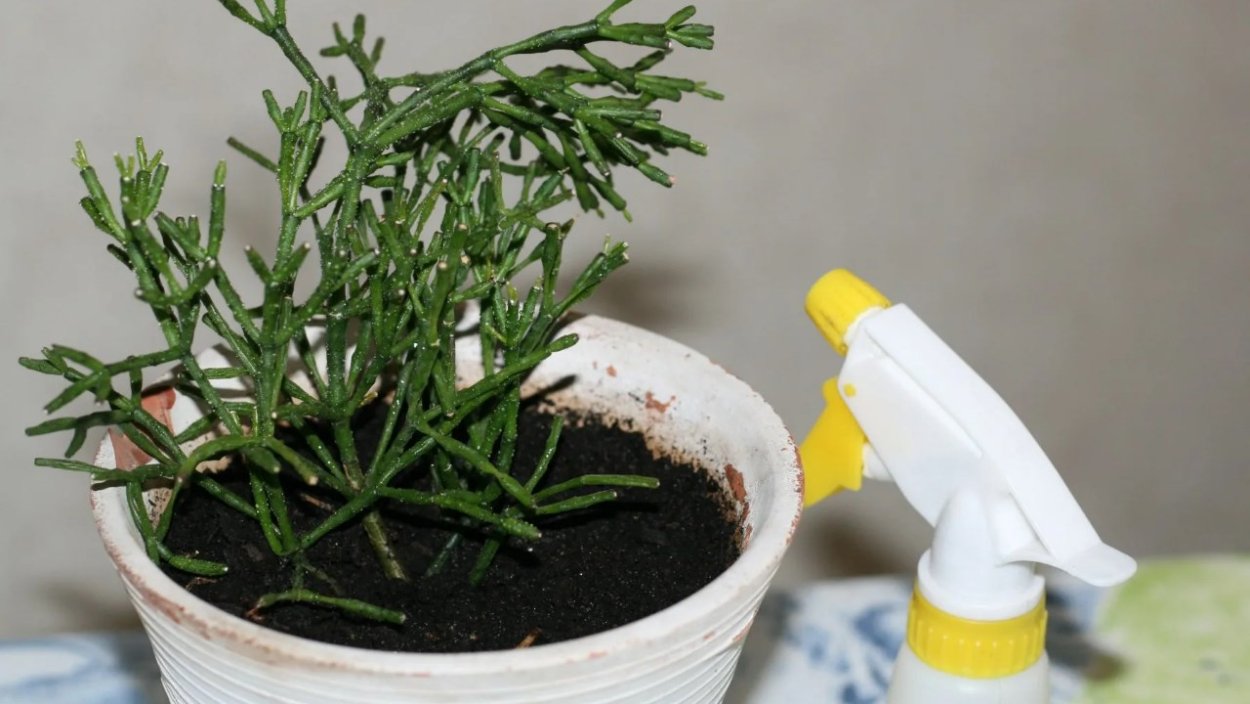 Хатиора солеросовая ядовита