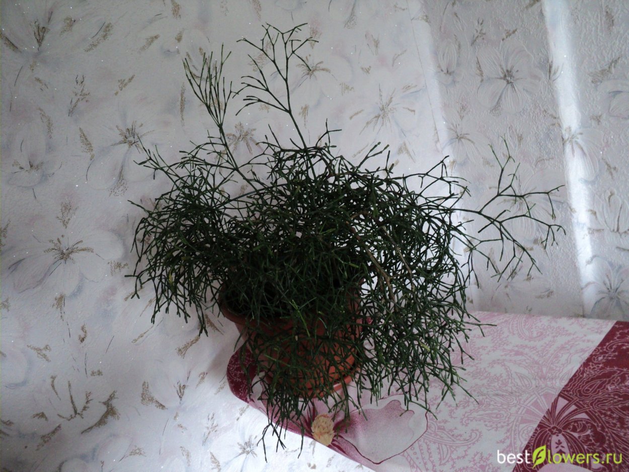 Хатиора ядовитая или нет