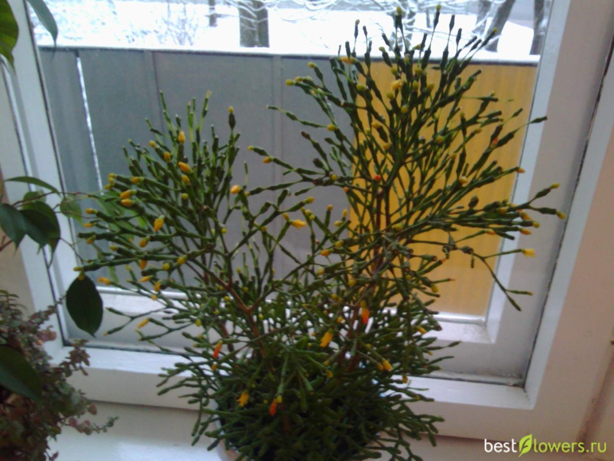 Хатиора брызги шампанского