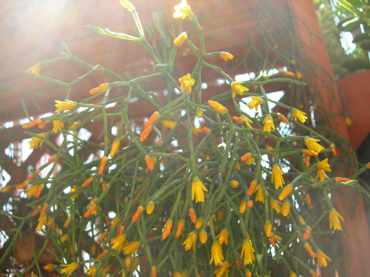 Хатиора ампельная