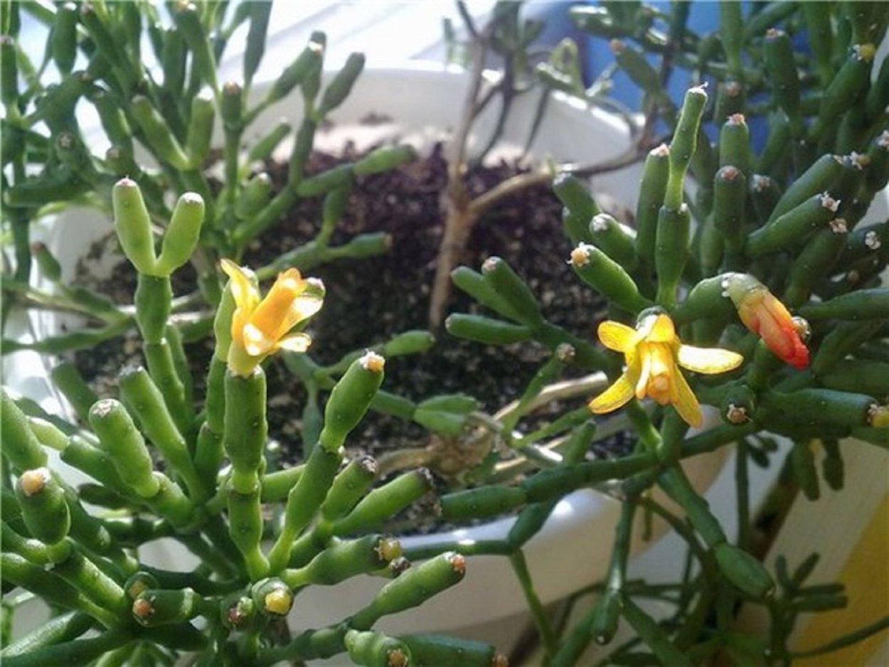 Хатиора Гертнера