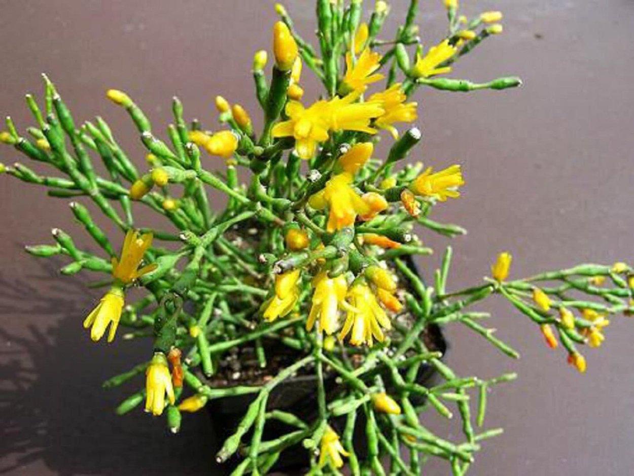 Рипсалис хатиора