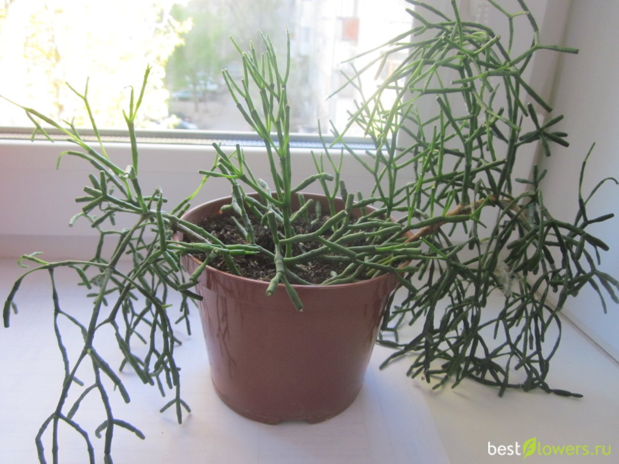 Хатиора бамбуковая