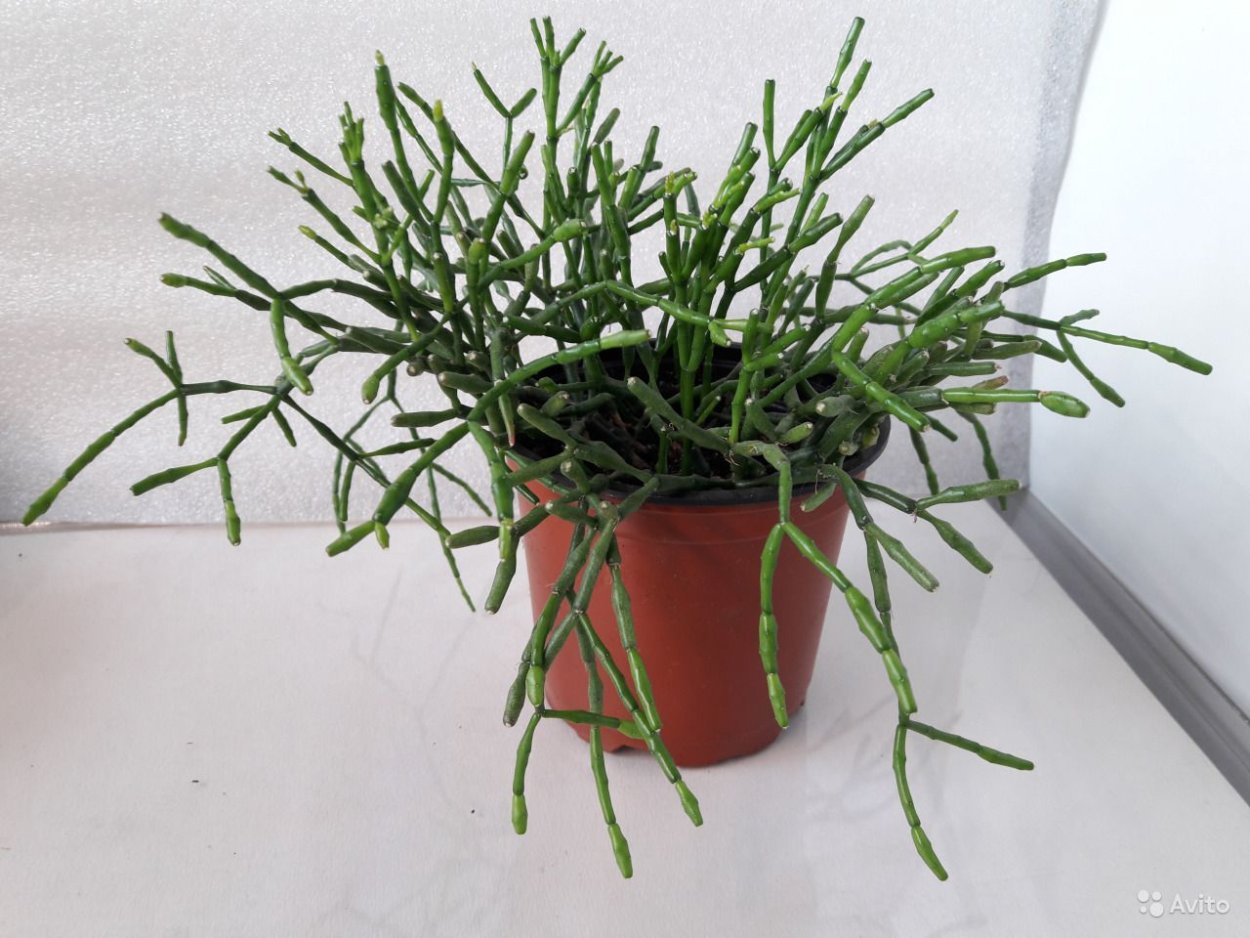 Хатиора Лесная