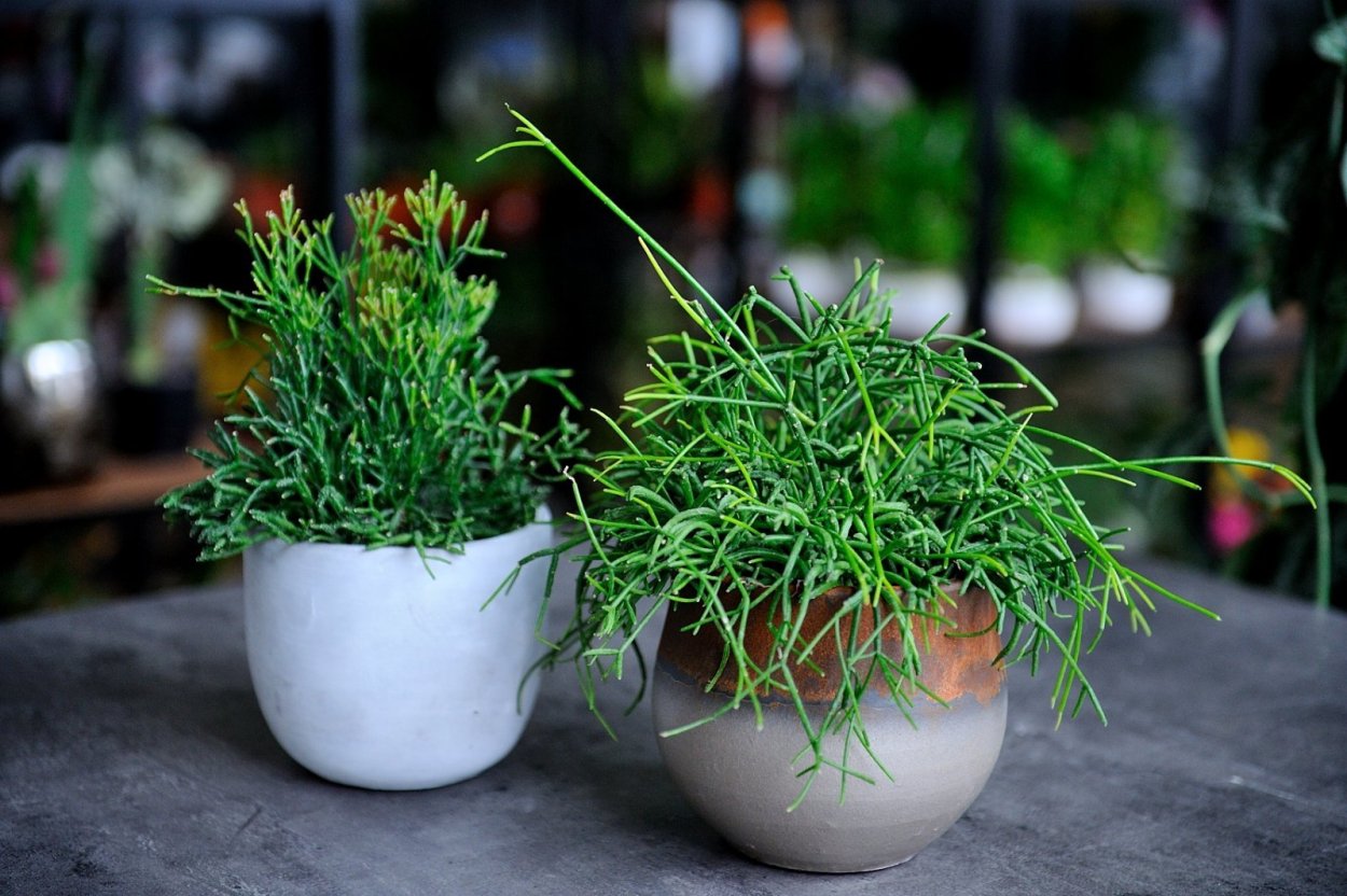 Рипсалис Кассута