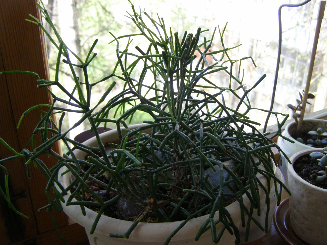 Хатиора цветок елочка