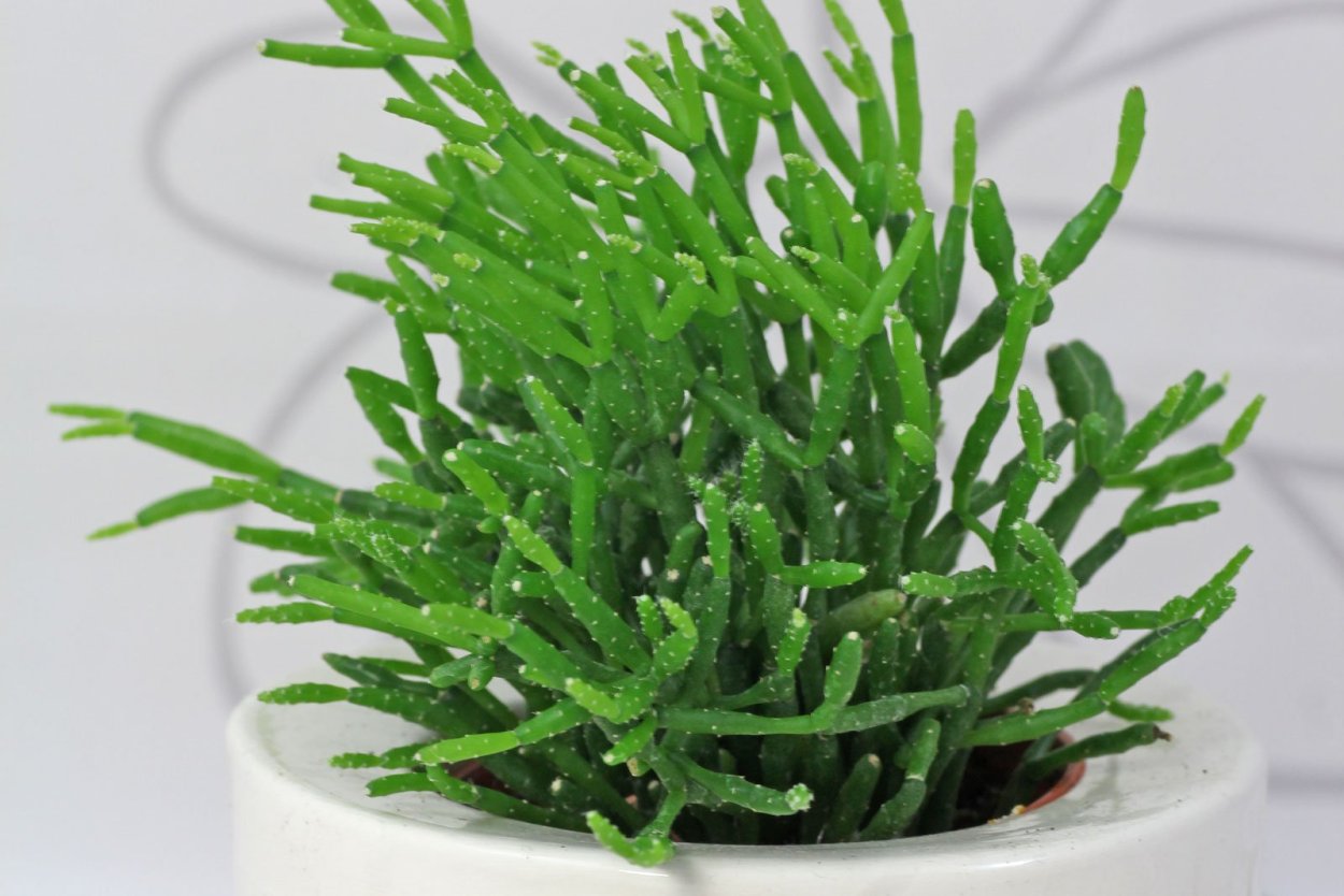 Рипсалис цереускула (Rhipsalis cereuscula)