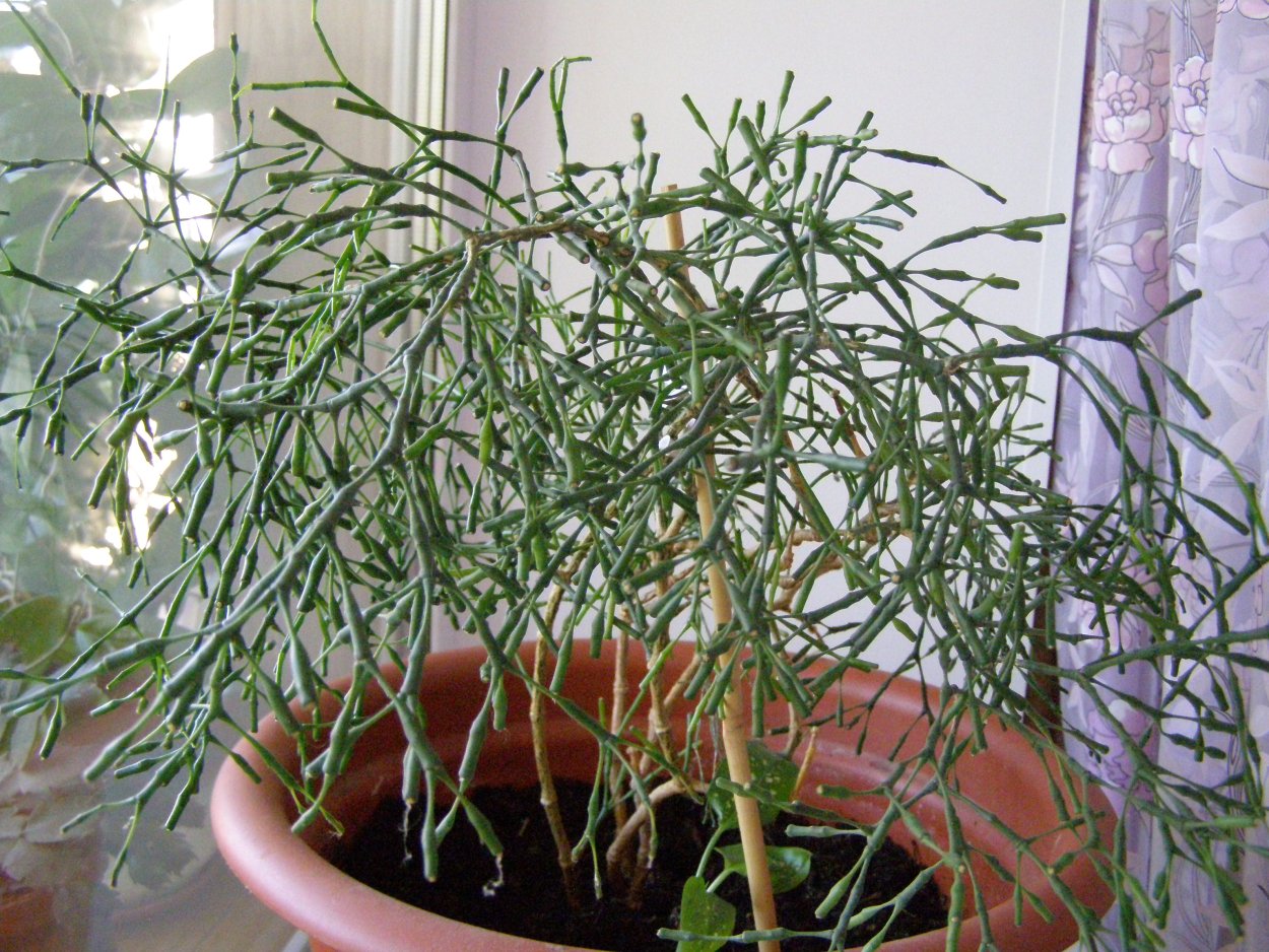 Хатиора Оленьи рожки цветок