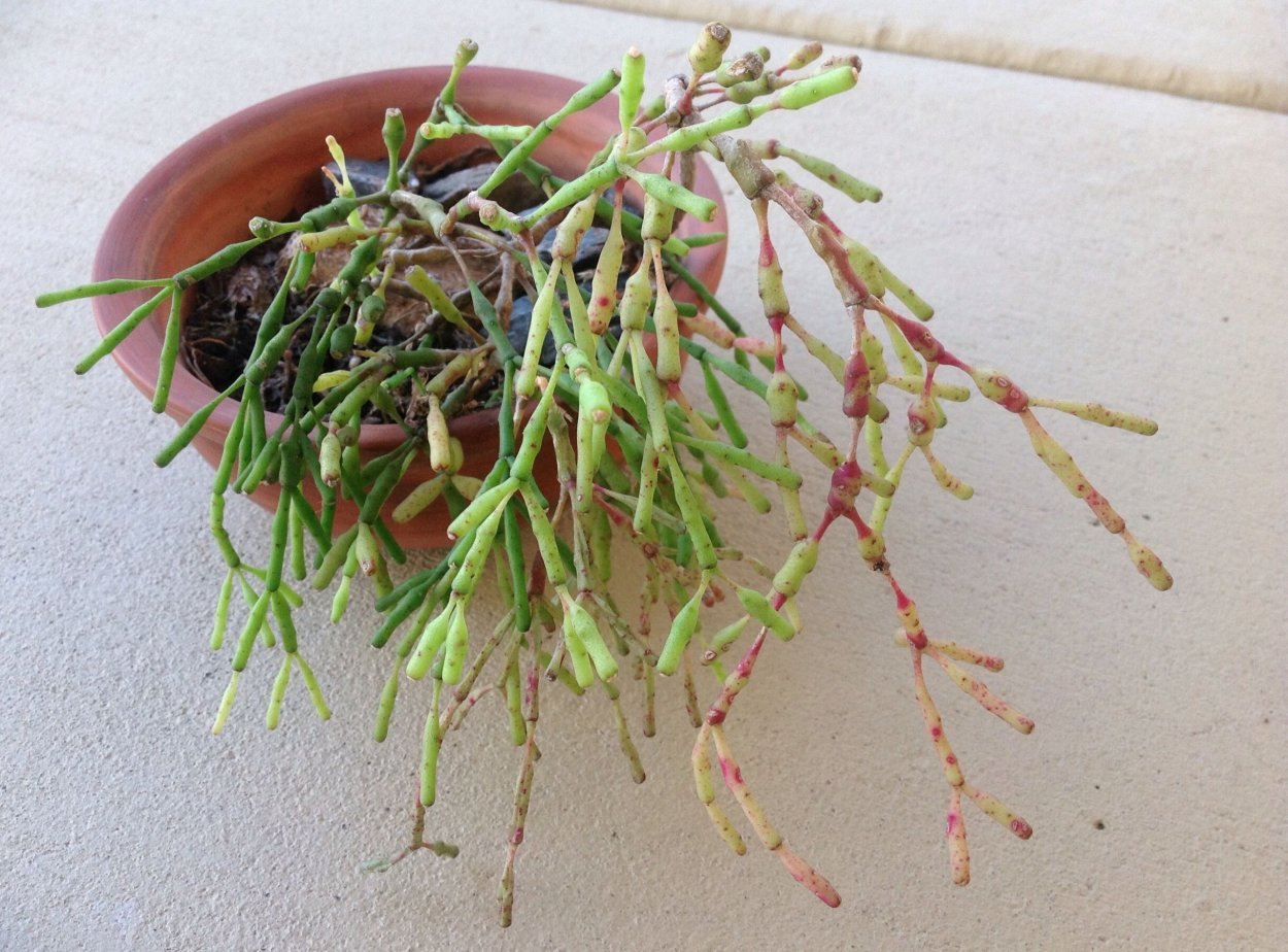 Хатиора дерево