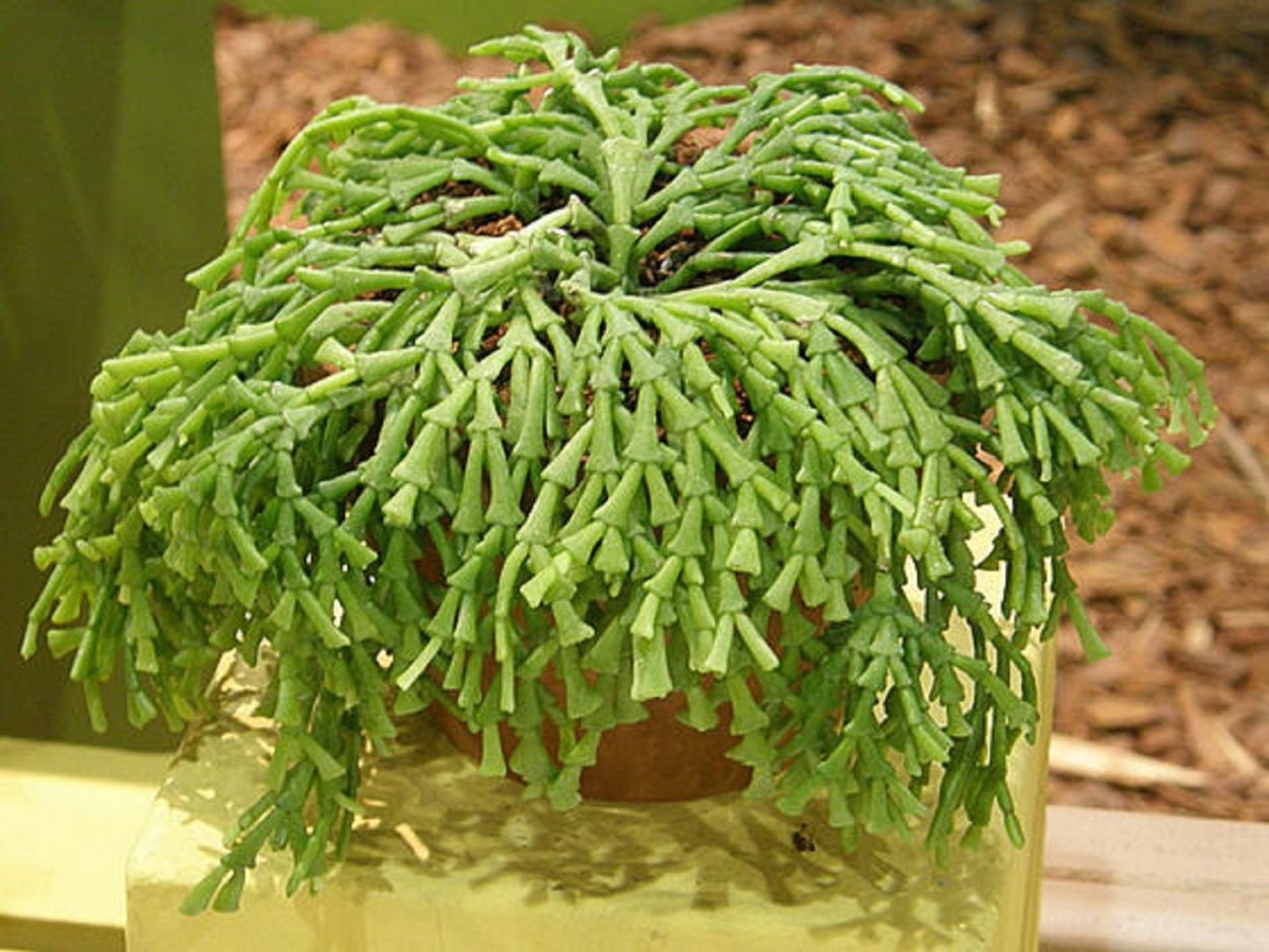 Хатиора succulent Hatiora