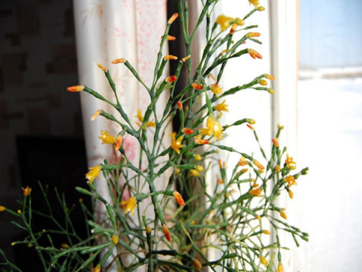 Елочка хатиора