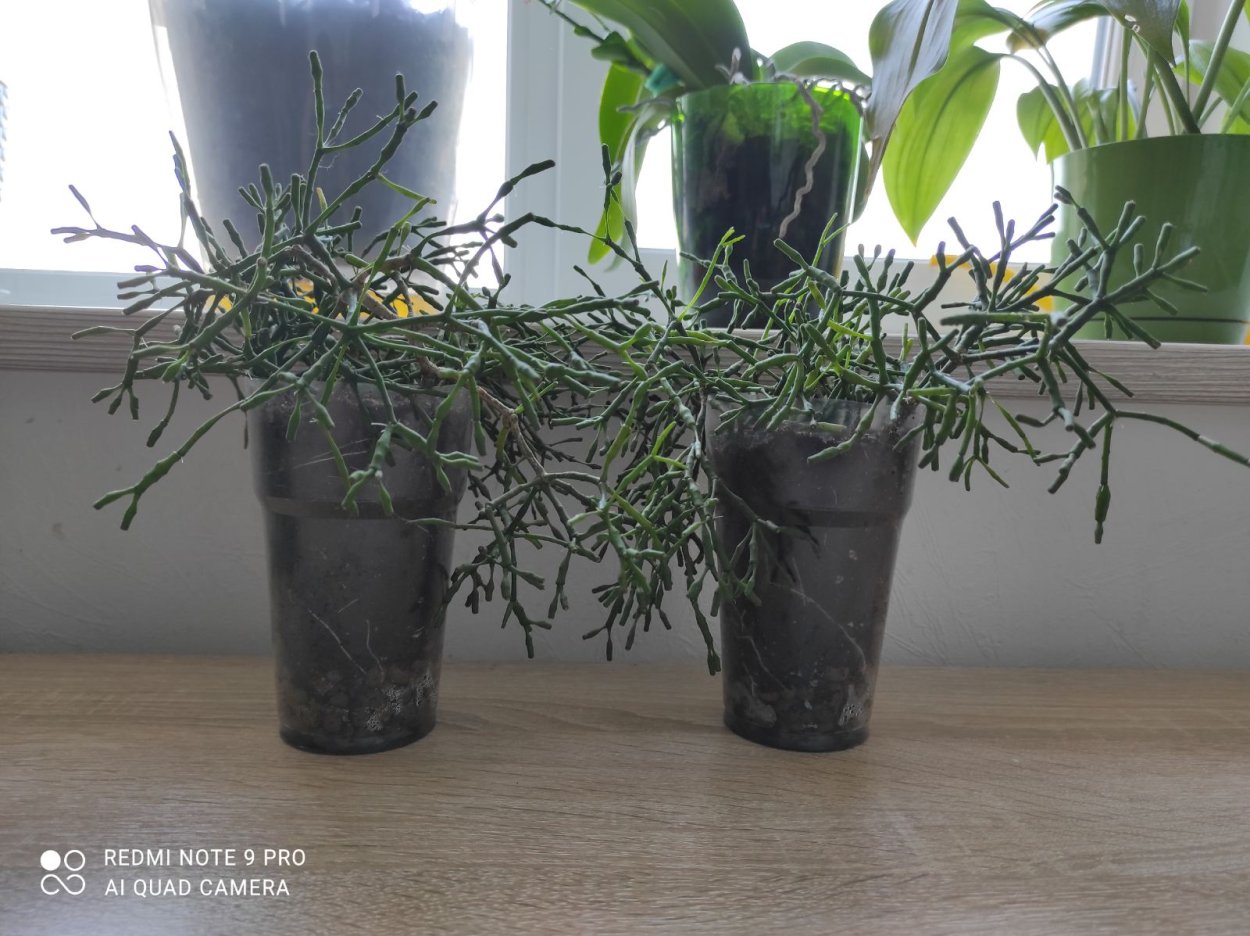 Хатиора приметы