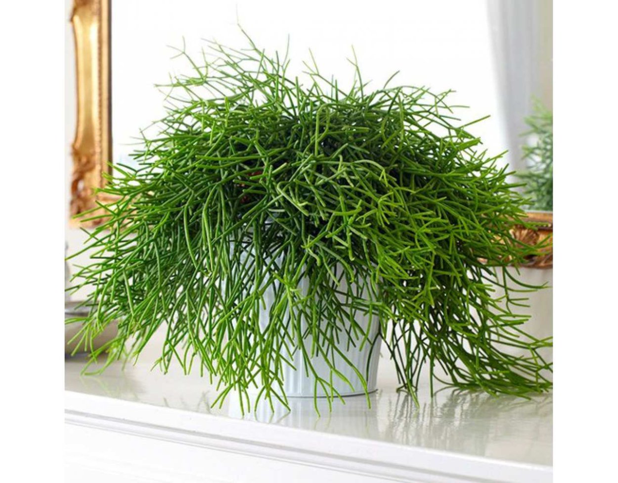 Рипсалис микс