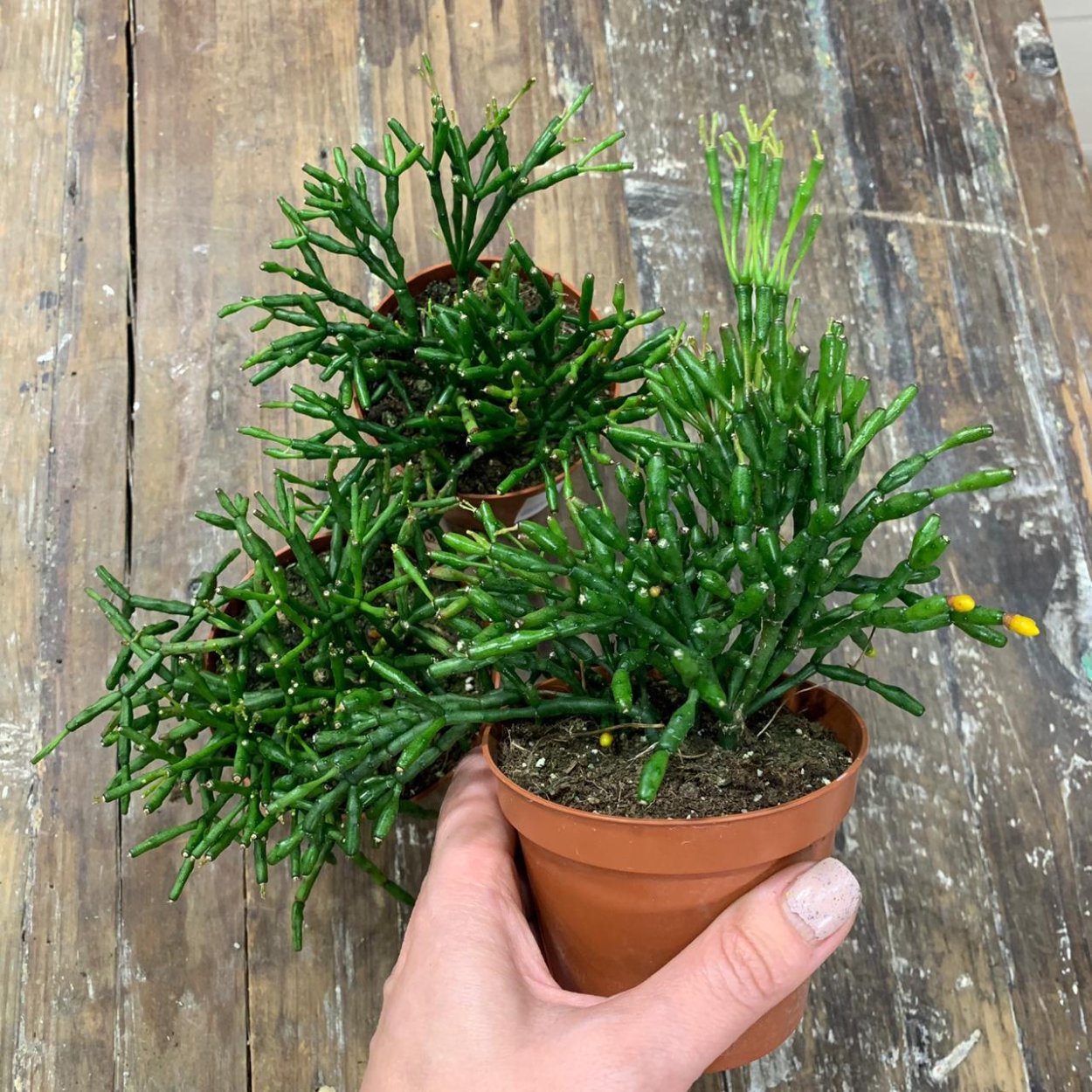 Хатиора солянковидная