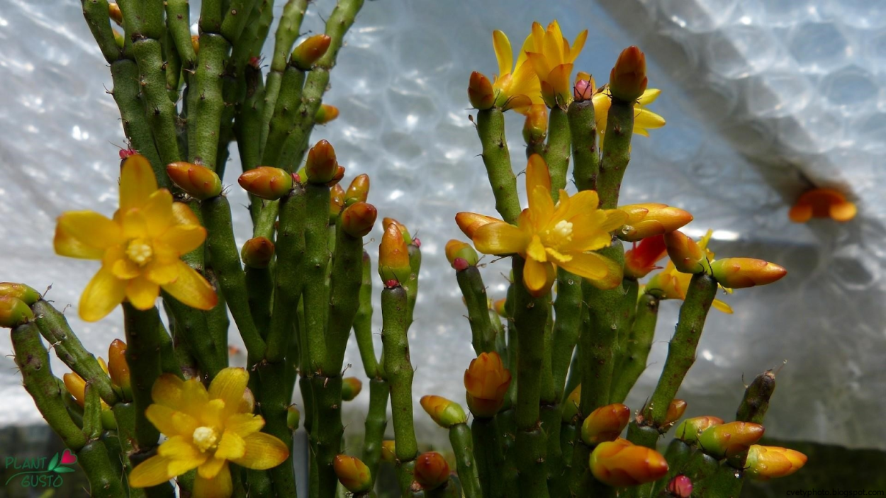 Хатиора Гертнера