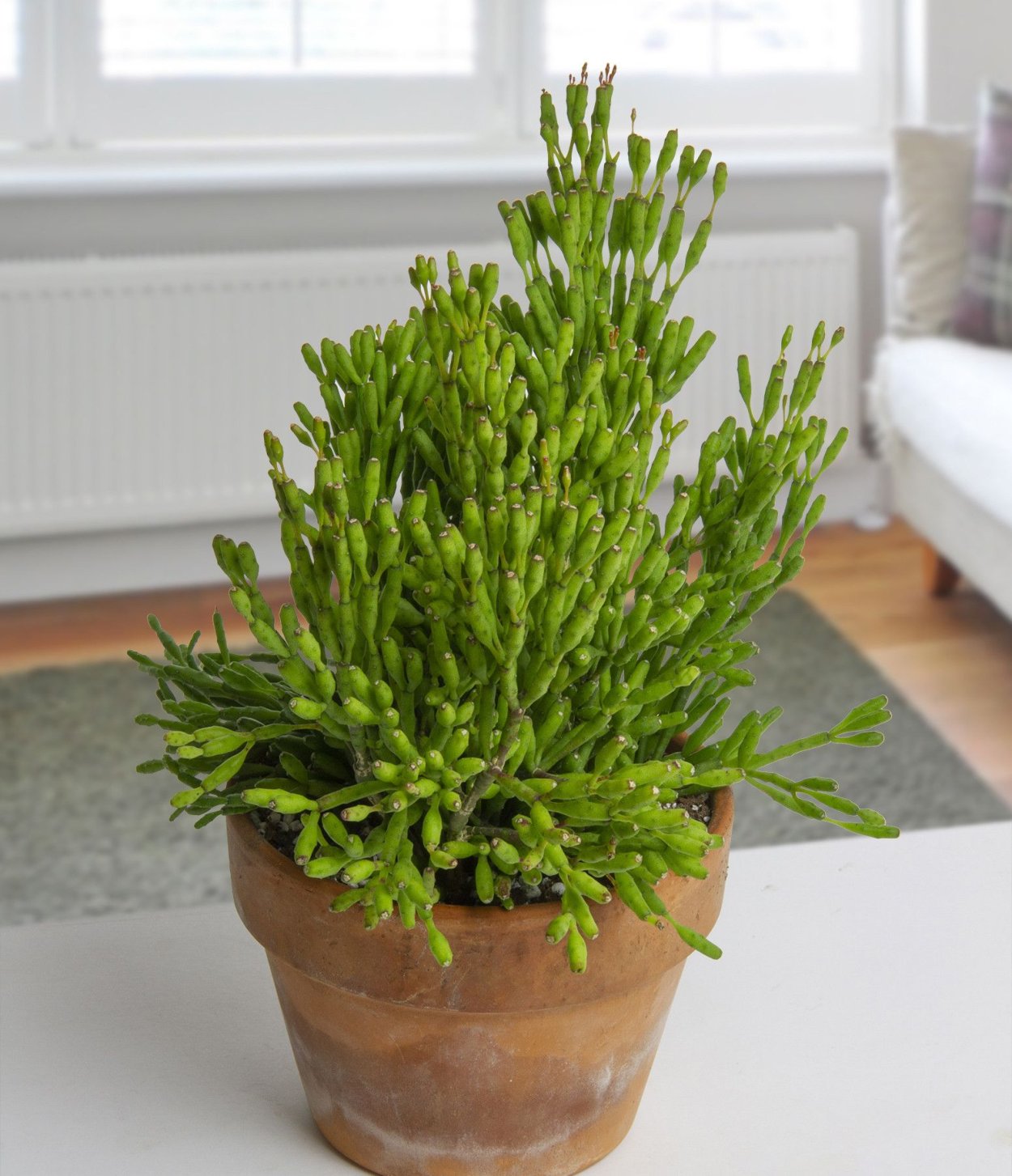 Хатиора комнатный