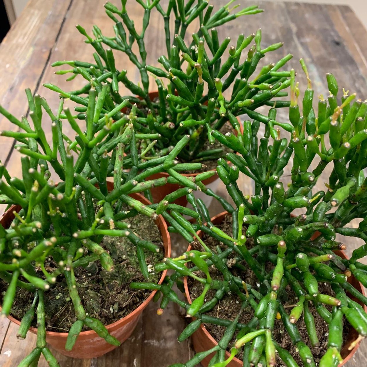 Хатиора Гертнера