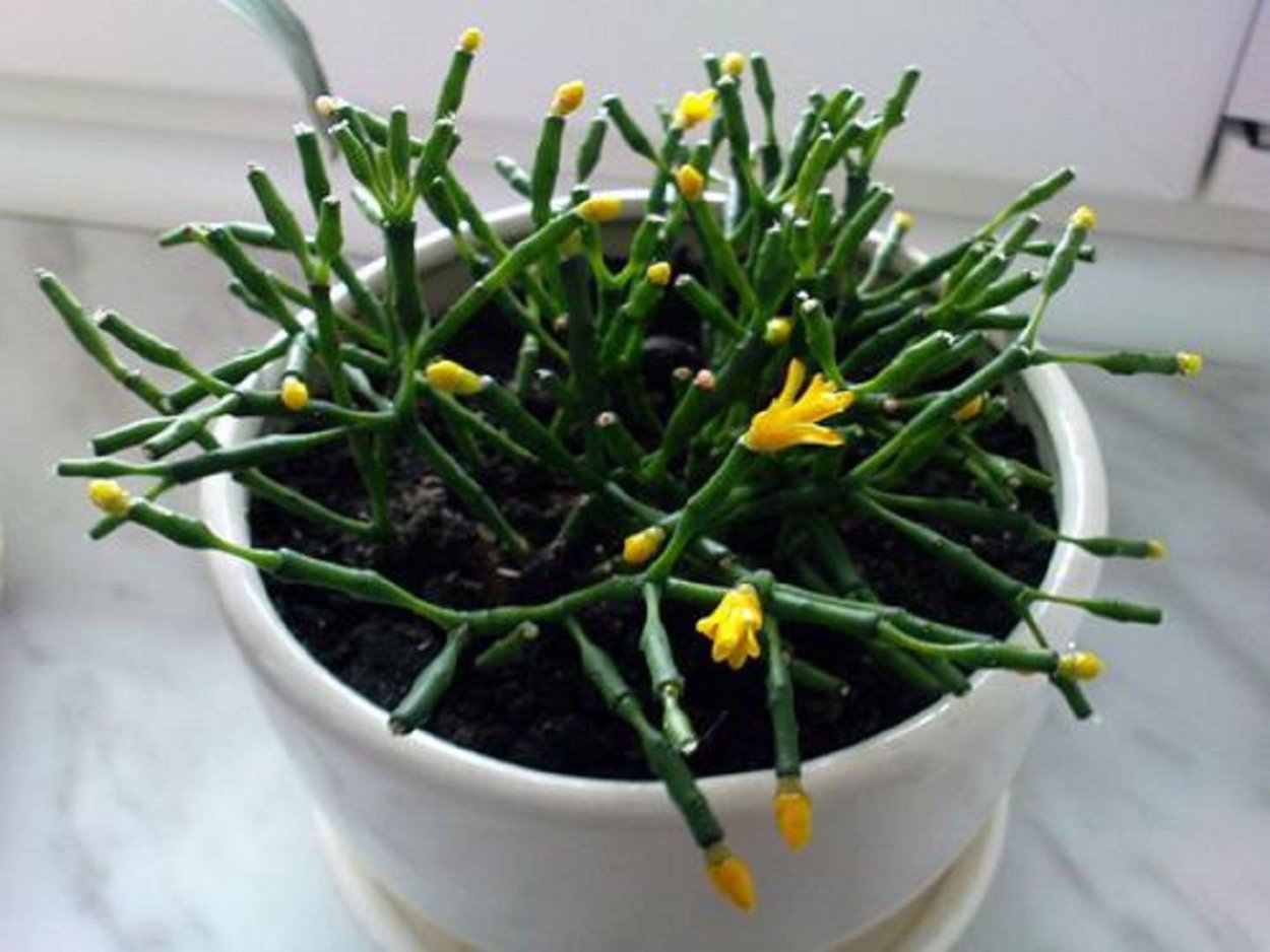 Хавортия хатиора