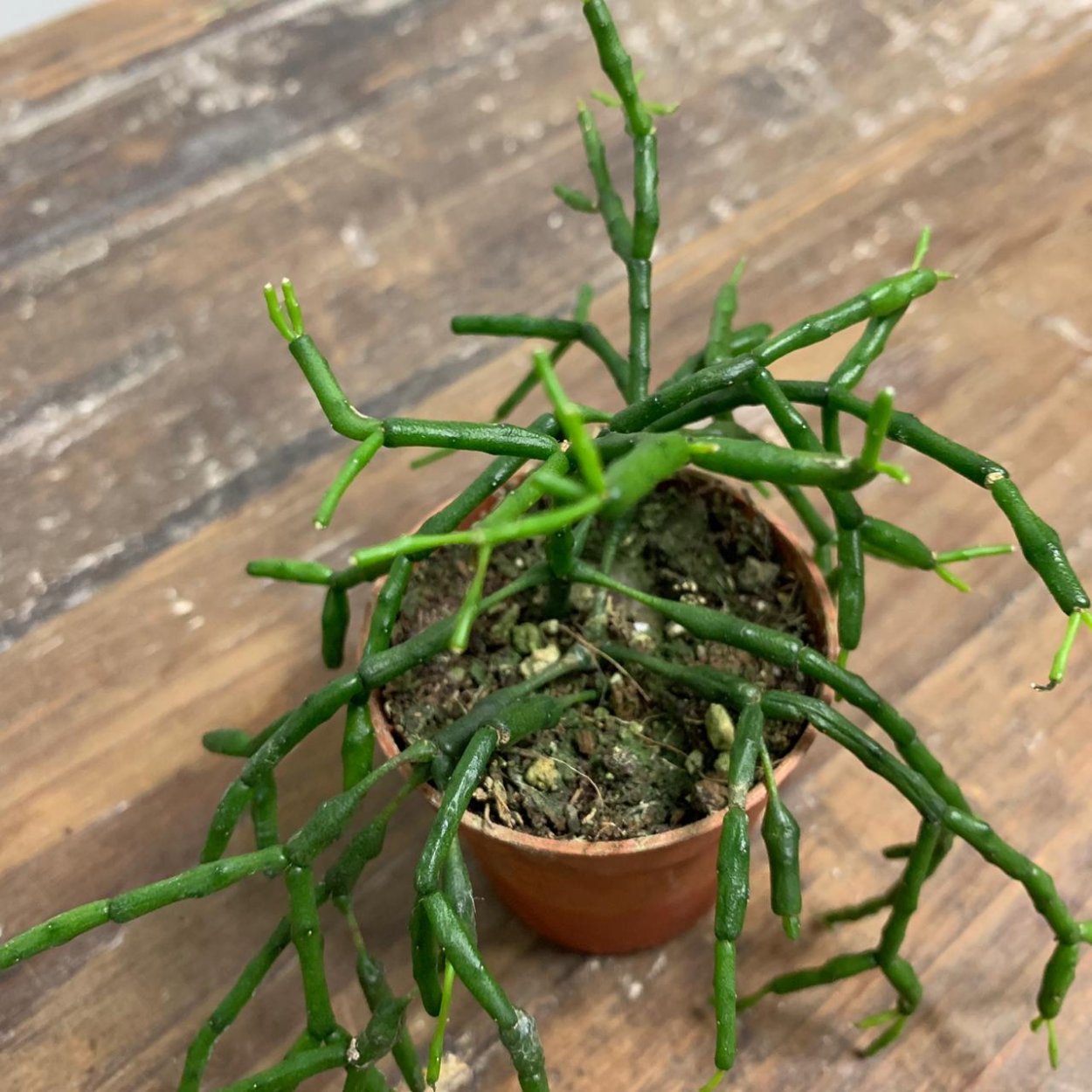 Хатиора бамбуковая