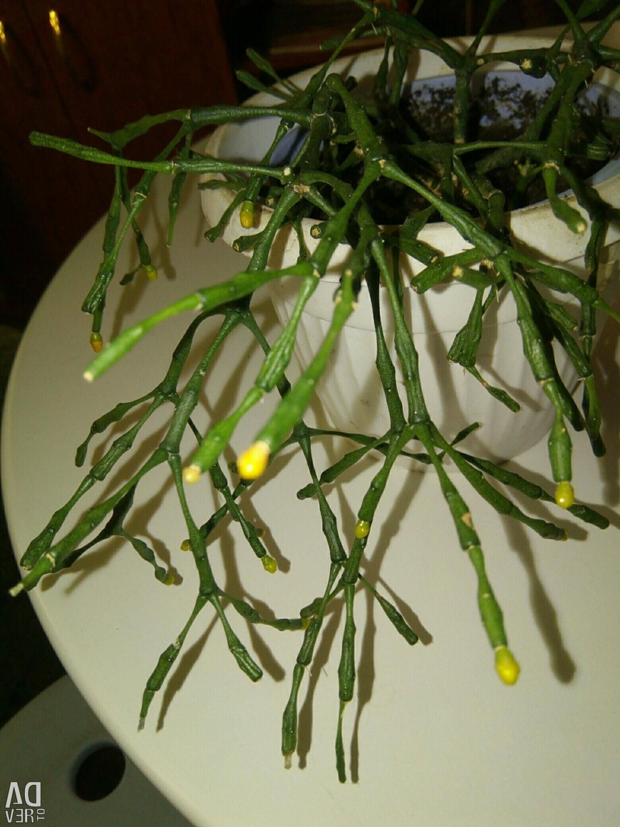 Хатиора бутоны