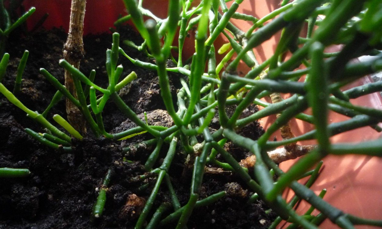 Цветок хатиора размножение