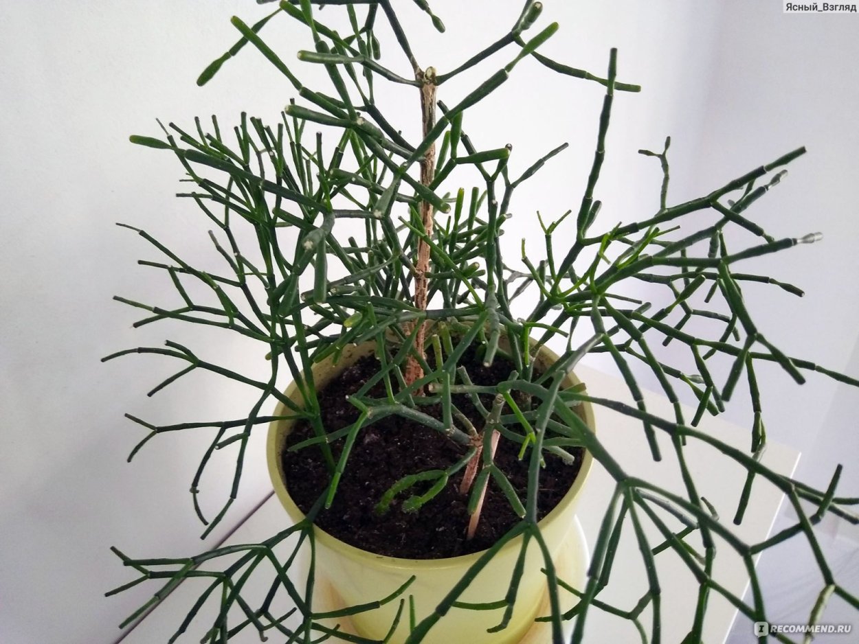 Растение хатиора палочник