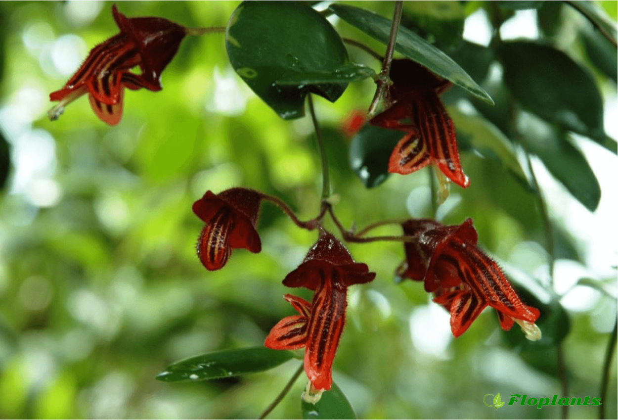Эсхинантус Триколор-Aeschynanthus Tricolor