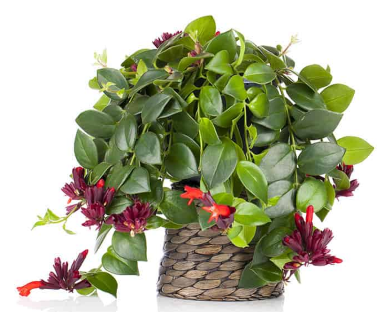 Эсхинантус Каролина