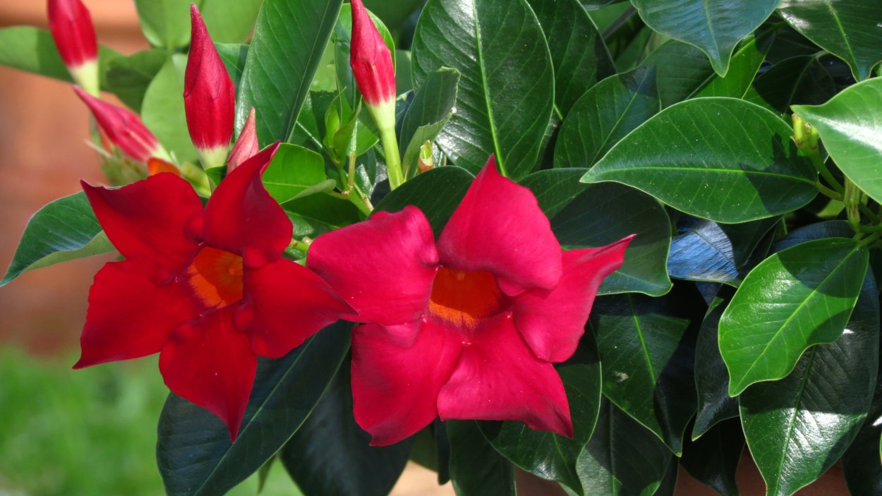 Дипладения красная