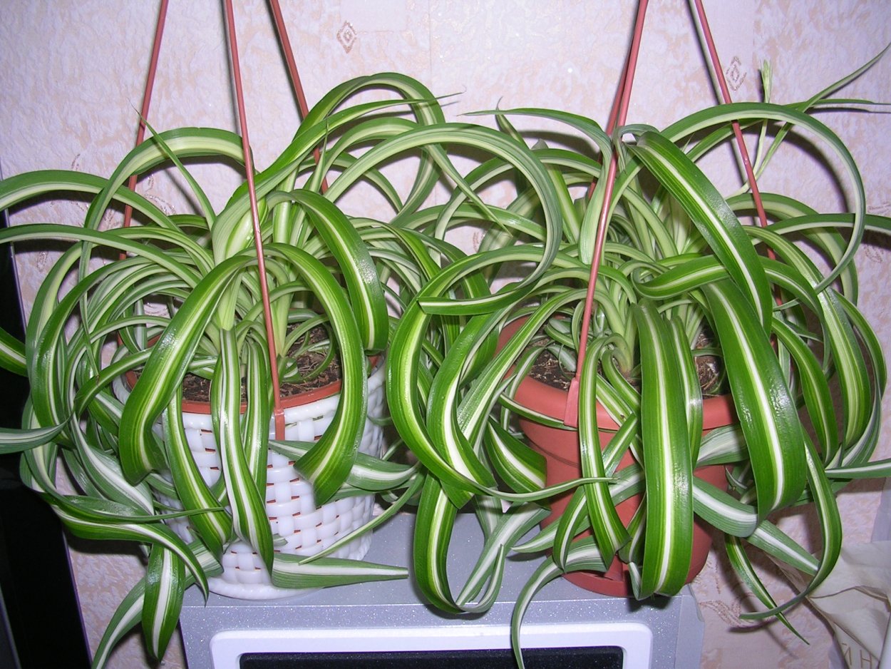 Кротон монстера хлорофитум Диффенбахия